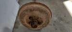 43052 image