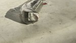 71799 image