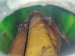 beb-110833 image